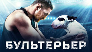 Бультерьер