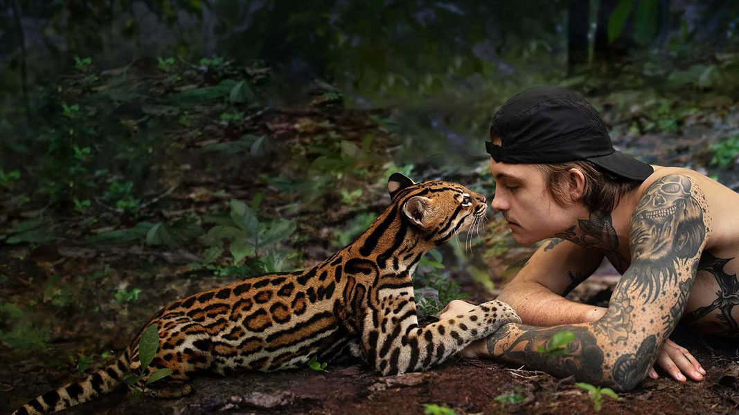 Дикая кошка