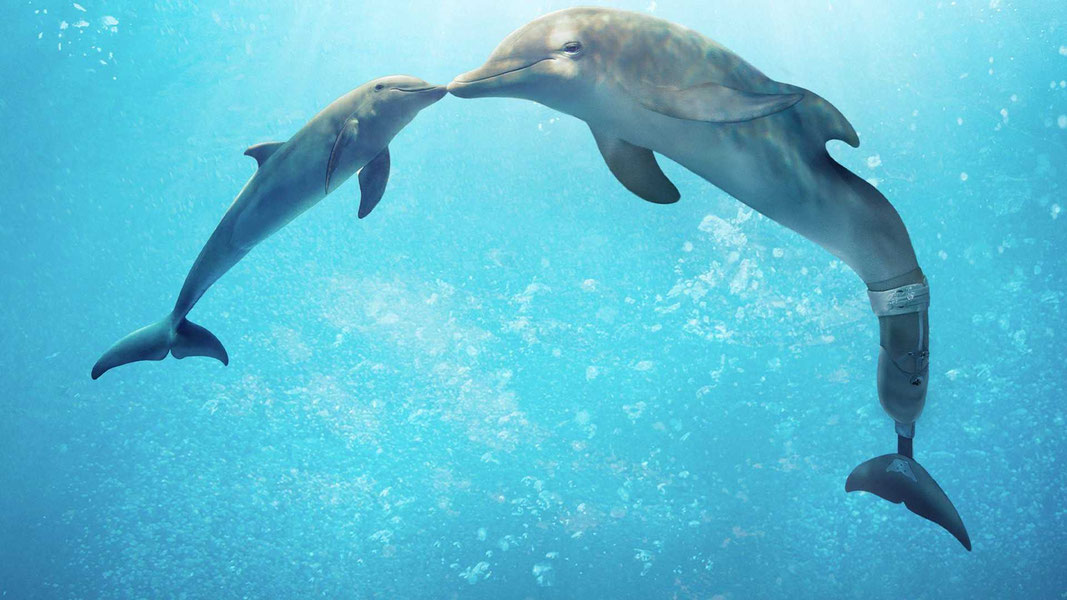 История дельфина 2