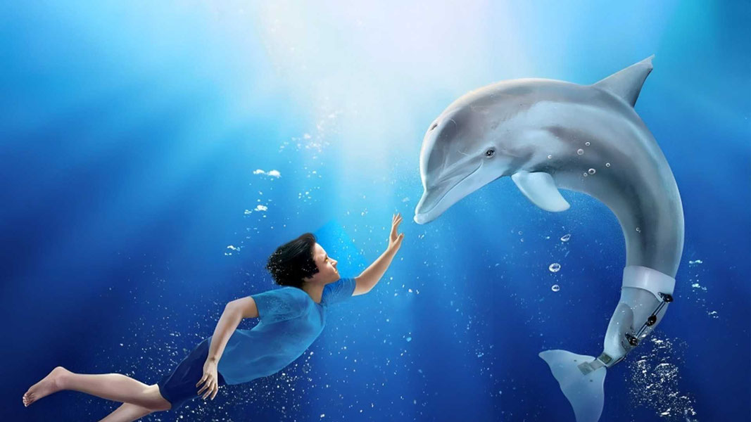 История дельфина