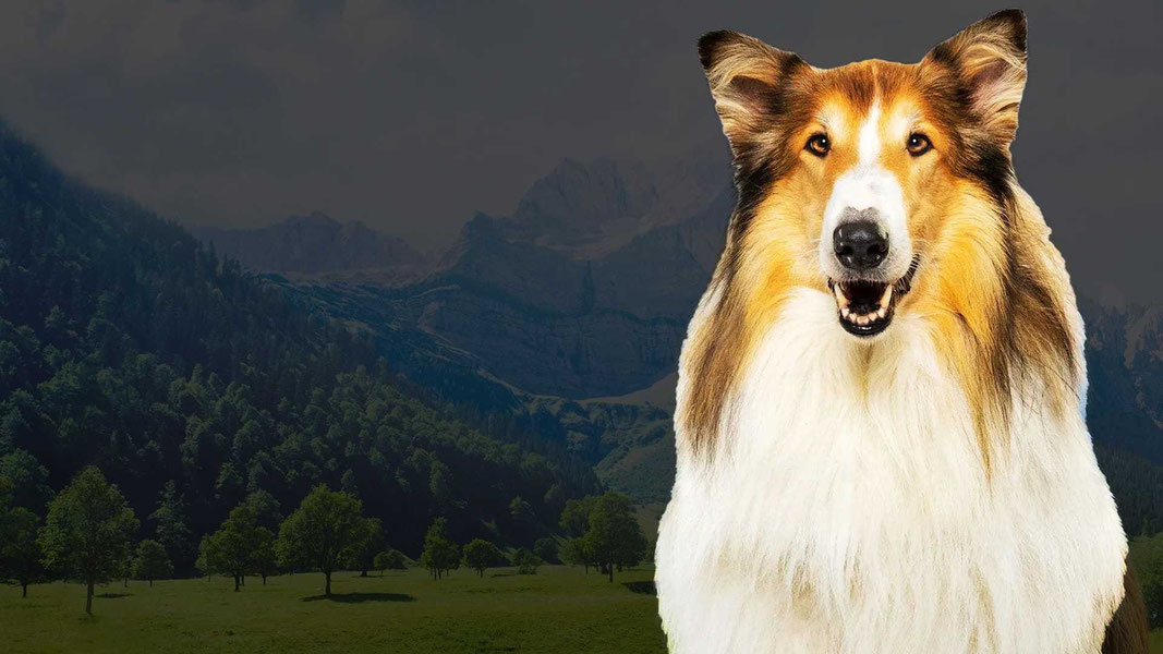 Лесси — лохматый детектив