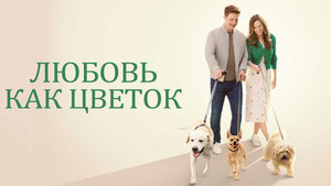 Любовь как цветок