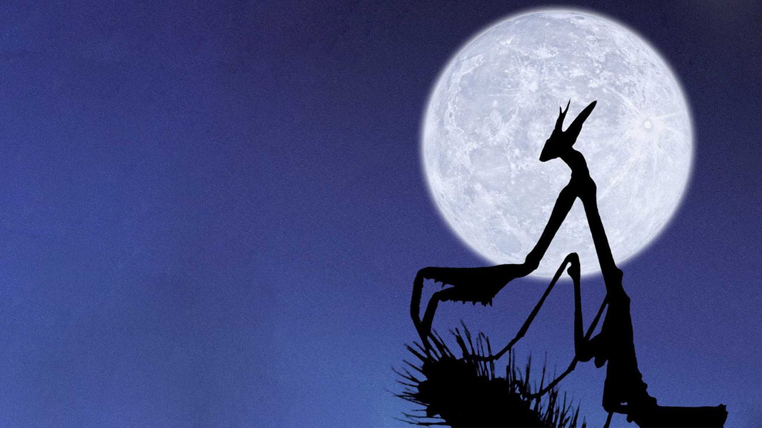 Микрокосмос