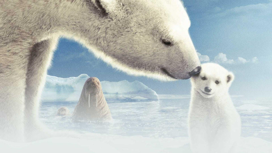 Мишка на Севере