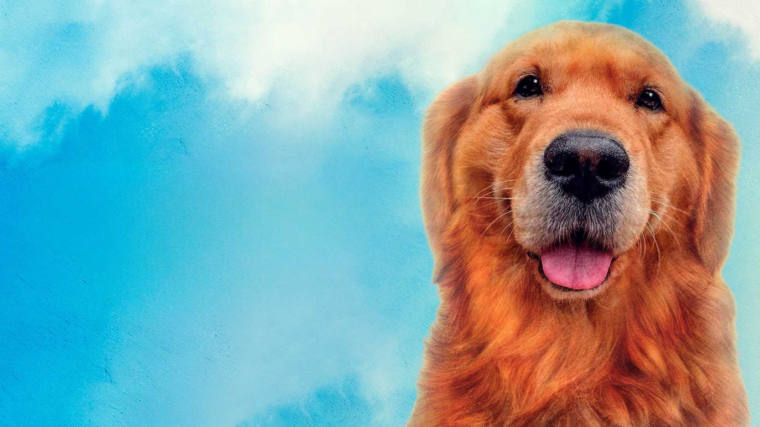 Мой пёс Руни