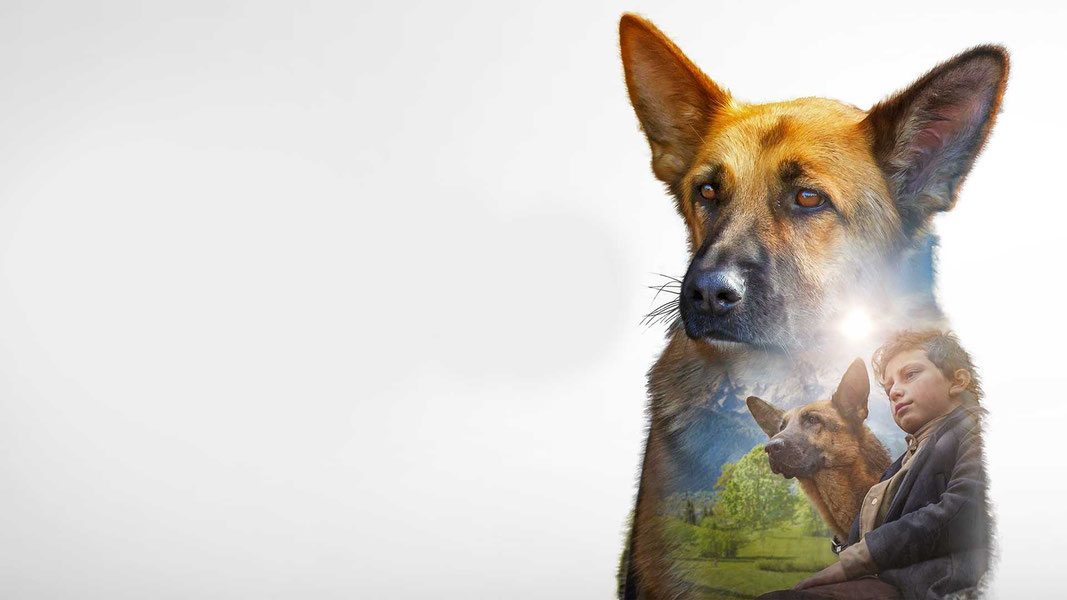 Моя собака - герой