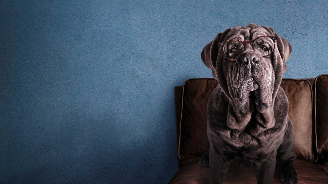 Моя собака Идиот