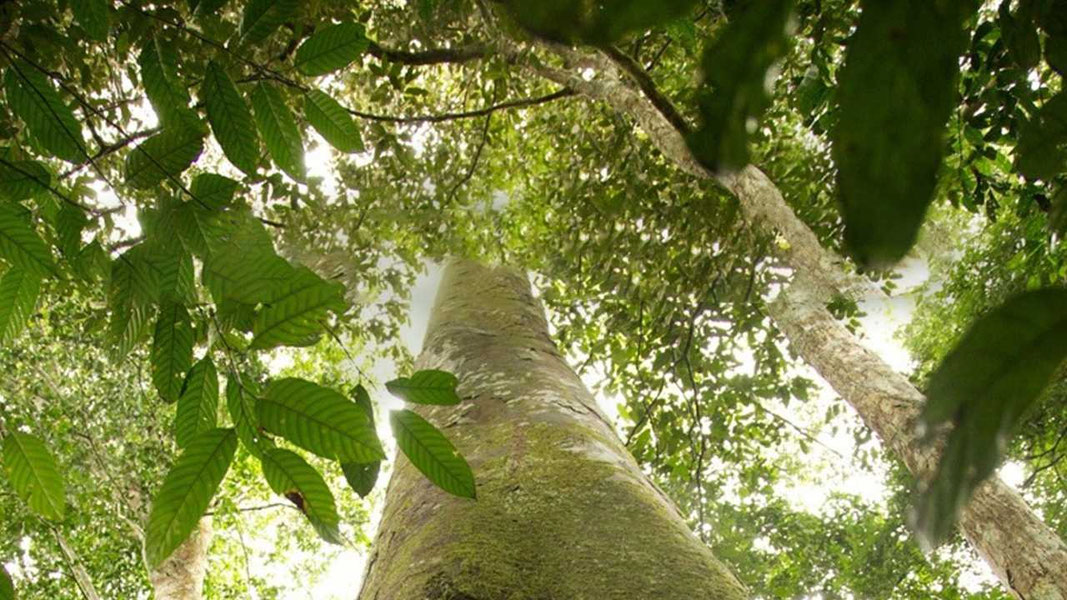 Однажды в лесу