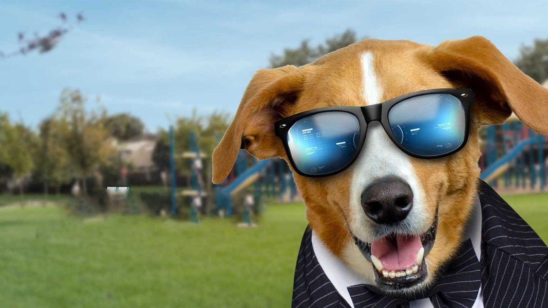 Пес под прикрытием