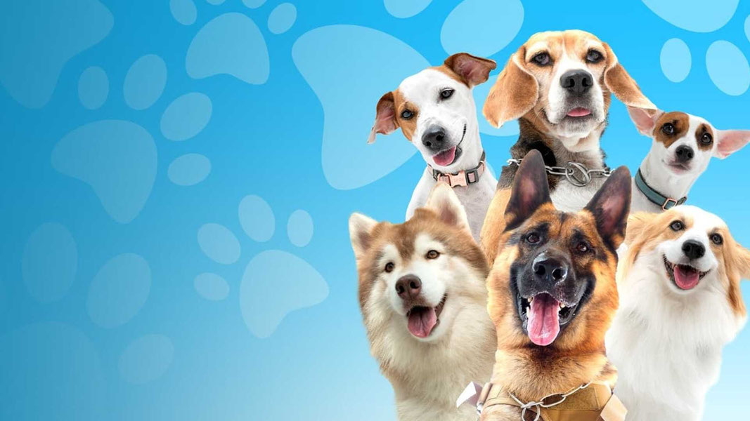 Пушистая братва