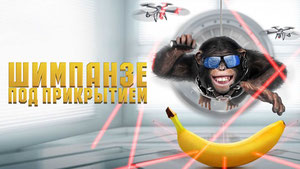 Шимпанзе под прикрытием