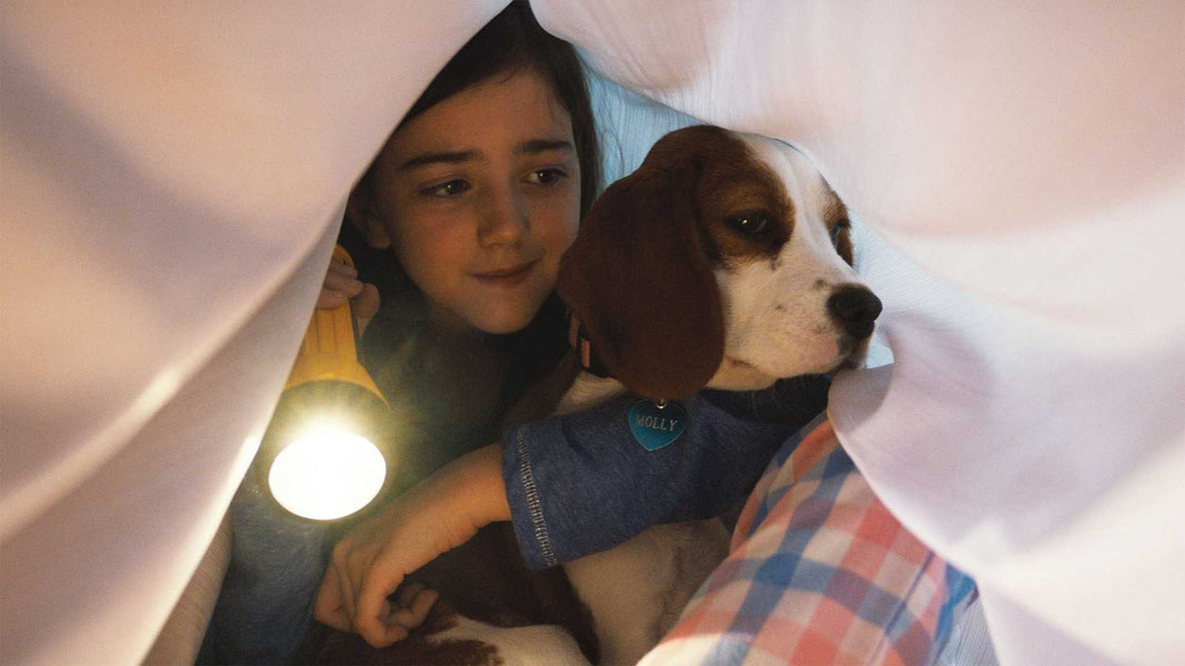 Собачья жизнь 2