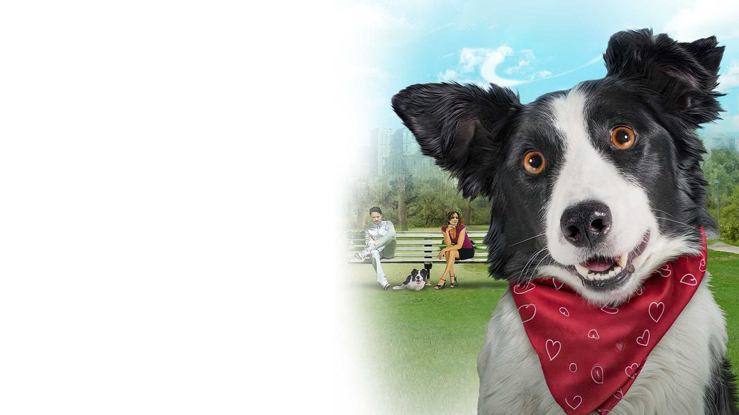 Собака – ангел-хранитель