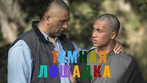 Тёмная лошадка