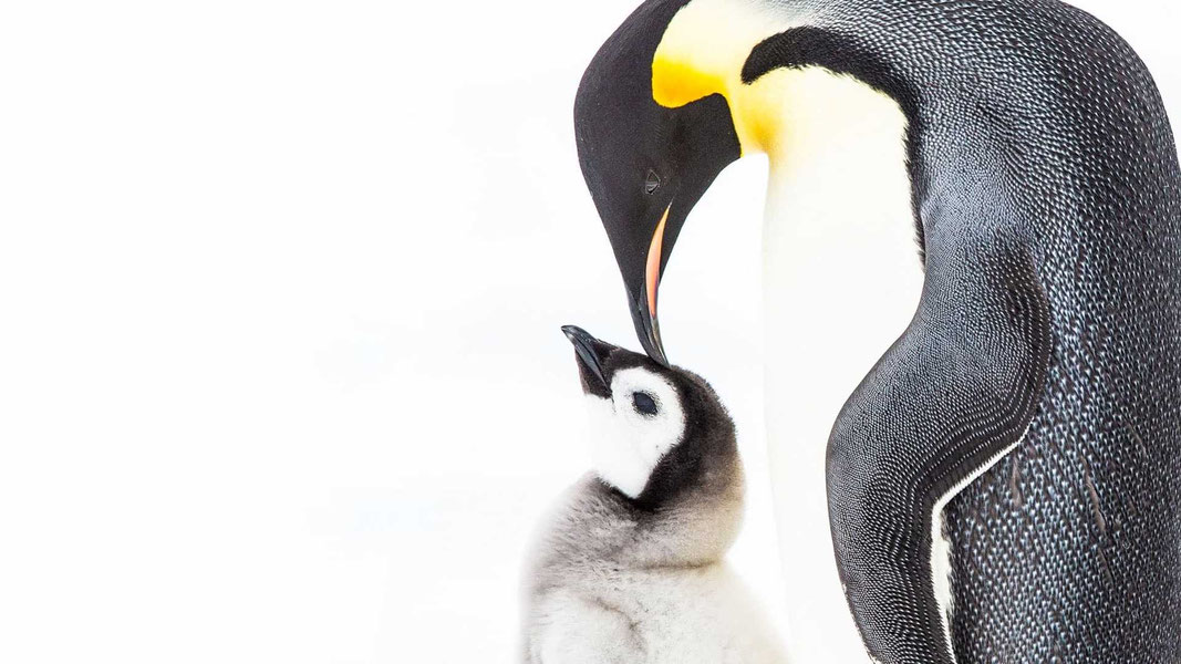 Встречайте семью пингвинов