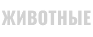 Животные