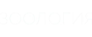 Зоология