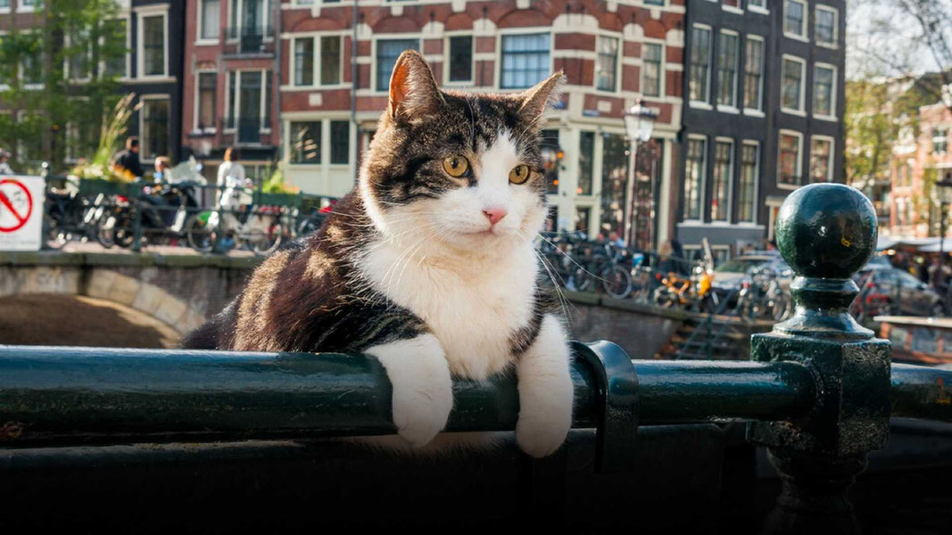 Город глазами кота