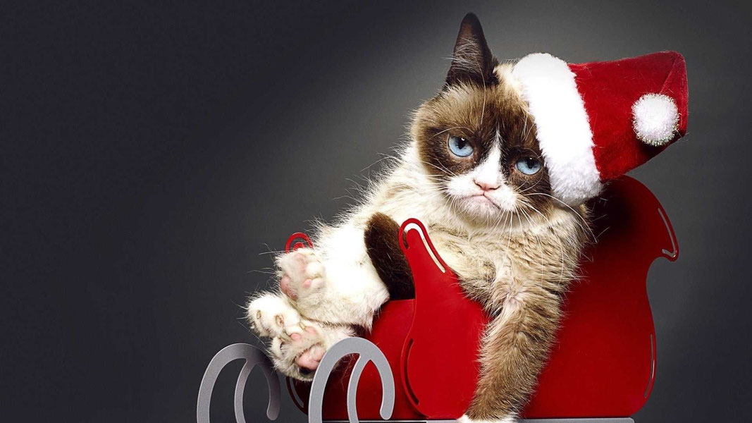 Худшее Рождество Сердитой кошки