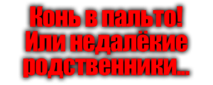 Конь в пальто! Или недалёкие родственники...
