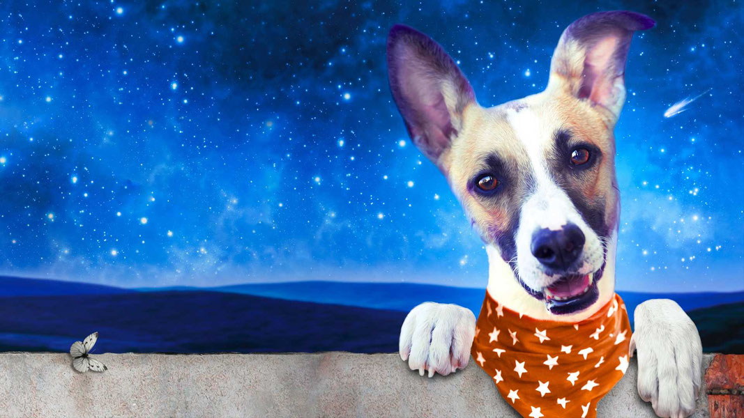 Невероятные приключения Гампи