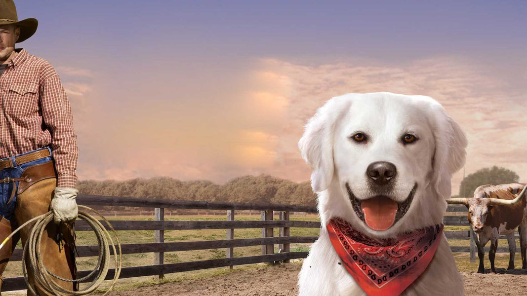 Приключения Бэйли: Ночь в Каутауне