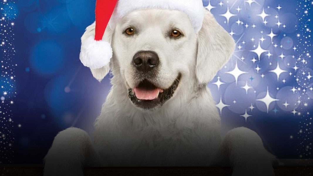 Приключения Бэйли: Рождественский герой