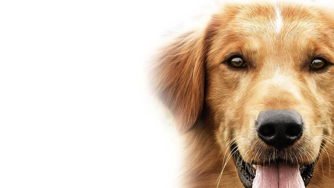 Собачья жизнь