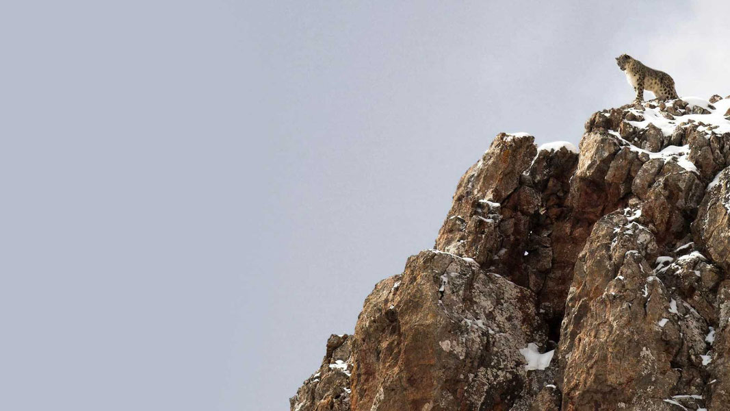 В поисках снежного барса