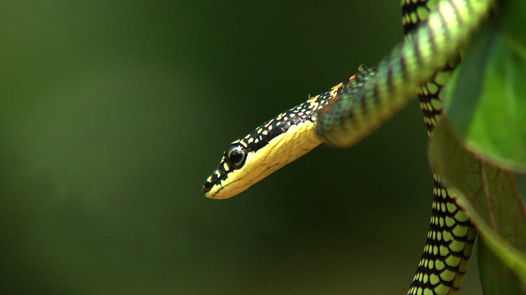 Змеи. Тайны самых смертоносных созданий на земле